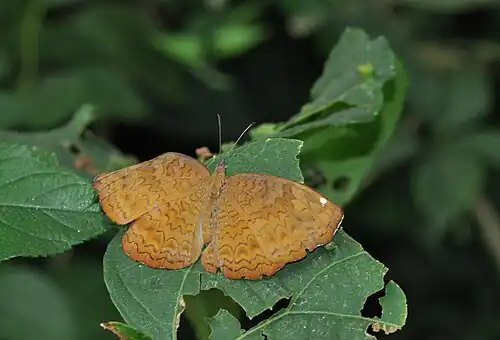 Dorsal view