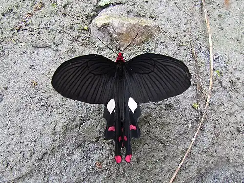 Dorsal view