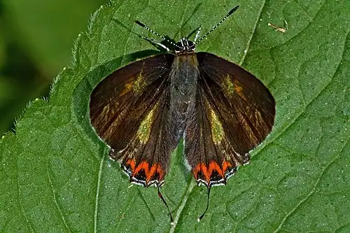 Dorsal view (male)