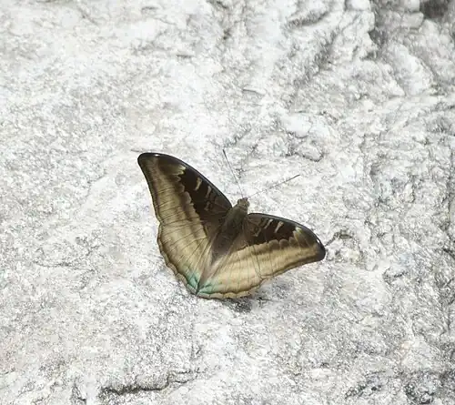 Dorsal view