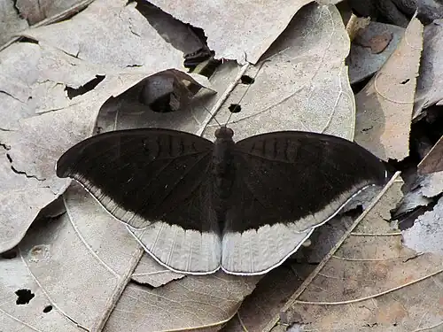 Dorsal view