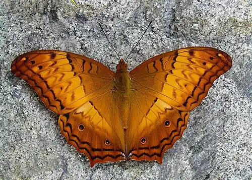 Dorsal view (male)