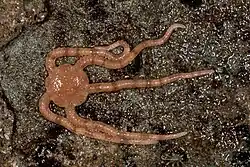 Ophioplocus bispinosa, an Hemieuryalidae