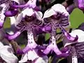Military orchid.