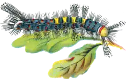 Illustrated caterpillar