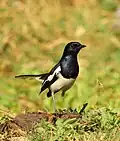 Oriental Magpie-Robin