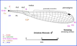 Illustration of Oristicta wing veins