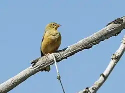 Ortolan bunting, Hörnefors, Västerbotten