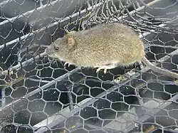 Rat, yellow–brown above and white below, walking on mesh.