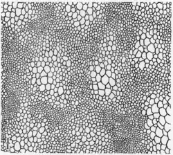 Interpretive drawing of the skin impression pattern