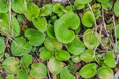 Heart-shaped leaves (subsp. macrophylla)