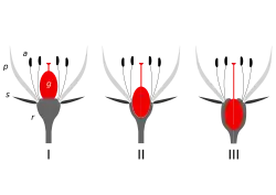 Insertion point: There are three positions of insertion of the ovary at the base of a flower: I superior; II half-inferior; III inferior. The 'insertion point' is where the androecium parts (a), the petals (p), and the sepals (s) all converge and attach to the receptacle (r). (Ovary=gynoecium (g).)