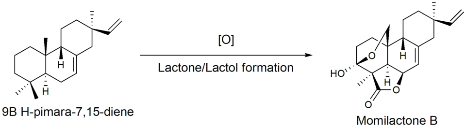 Oxidation of 9β-pimara-7,15-diene to Momilactone B