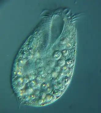 A hypotrich, ventral view