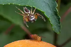High-speed photo of a male Jumping Spider of the species Phanias harfordi attacking a fruit fly of the genus Drosophila