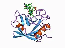 1cwm: HUMAN CYCLOPHILIN A COMPLEXED WITH 4 MEILE CYCLOSPORIN