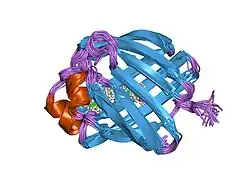 1eii: NMR STRUCTURE OF HOLO CELLULAR RETINOL-BINDING PROTEIN II