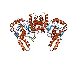 1f12: L-3-HYDROXYACYL-COA DEHYDROGENASE COMPLEXED WITH 3-HYDROXYBUTYRYL-COA