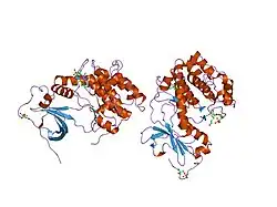 1j3h: Crystal structure of apoenzyme cAMP-dependent protein kinase catalytic subunit