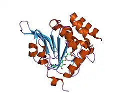 1kr5: Crystal structure of human L-isoaspartyl methyltransferase