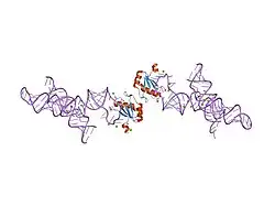 1m5p: Transition State Stabilization by a Catalytic RNA