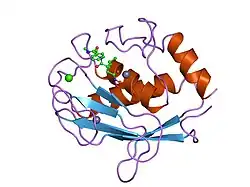 1mnc: STRUCTURE OF HUMAN NEUTROPHIL COLLAGENASE REVEALS LARGE S1' SPECIFICITY POCKET