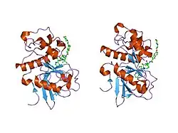 1nl6: Crystal Structure Of The Cysteine Protease Human Cathepsin K In Complex With A Covalent Azepanone Inhibitor