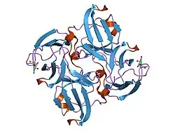 1oki: CRYSTAL STRUCTURE OF TRUNCATED HUMAN BETA-B1-CRYSTALLIN