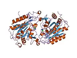 1q7l: Zn-binding domain of the T347G mutant of human aminoacylase-I
