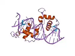 1r0n: Crystal Structure of Heterodimeric Ecdsyone receptor DNA binding complex