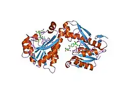 1rc1: Human GAR Tfase complex structure with polyglutamated 10-(trifluoroacetyl)-5,10-dideazaacyclic-5,6,7,8-tetrahydrofolic acid