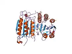 1shj: Caspase-7 in complex with DICA allosteric inhibitor