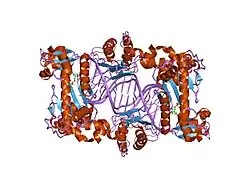 1t3n: Structure of the catalytic core of DNA polymerase Iota in complex with DNA and dTTP
