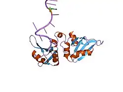 1u1m: Crystal Structure of UP1 Complexed With d(TTAGGGTTA 7GU GG); A Human Telomeric Repeat Containing 7-deaza-guanine
