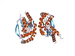 1udw: Crystal structure of human uridine-cytidine kinase 2 complexed with a feedback-inhibitor, CTP
