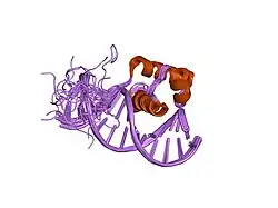 1vfc: Solution Structure Of The DNA Complex Of Human Trf2