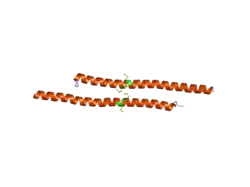 1wq6: The tetramer structure of the nervy homology two (NHR2) domain of AML1-ETO is critical for AML1-ETO'S activity
