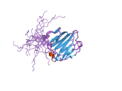 1x50: Solution structure of the C-terminal gal-bind lectin domain from human galectin-4