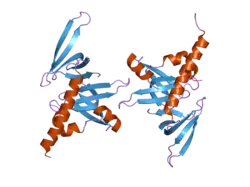 1y96: crystal structure of the Gemin6/Gemin7 heterodimer from the human SMN complex