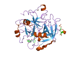 1ypm: X-ray crystal structure of thrombin inhibited by synthetic cyanopeptide analogue RA-1014