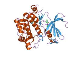 1yxx: Crystal Structure of Kinase Pim1 in complex with (3E)-3-[(4-HYDROXYPHENYL)IMINO]-1H-INDOL-2(3H)-ONE