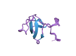 1z9q: Solution structure of SH3 domain of p40phox