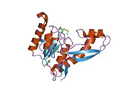 1zlx: The apo structure of human glycinamide ribonucleotide transformylase