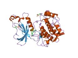 1zrz: Crystal Structure of the Catalytic Domain of Atypical Protein Kinase C-iota