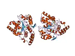 2a3r: Crystal Structure of Human Sulfotransferase SULT1A3 in Complex with Dopamine and 3-Phosphoadenosine 5-Phosphate