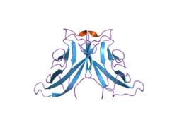 2a4c: Crystal structure of mouse cadherin-11 EC1