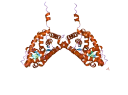 2ab2: Mineralocorticoid Receptor Double Mutant with Bound Spironolactone