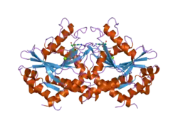 2b92: Crystal-structure of the N-terminal Large GTPase Domain of human Guanylate Binding protein 1 (hGBP1) in complex with GDP/AlF3