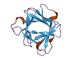 2bfh: CRYSTAL STRUCTURE OF BASIC FIBROBLAST GROWTH FACTOR AT 1.6 ANGSTROMS RESOLUTION
