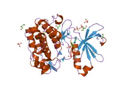 2biy: STRUCTURE OF PDK1-S241A MUTANT KINASE DOMAIN